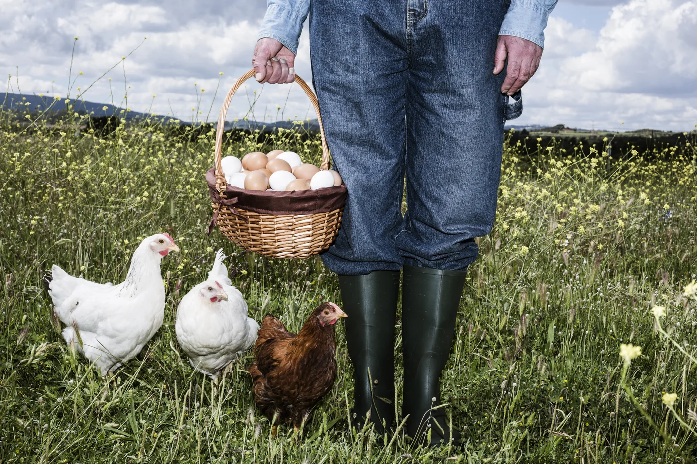 A person holding a basket of eggs, with chickens gathered around their boots