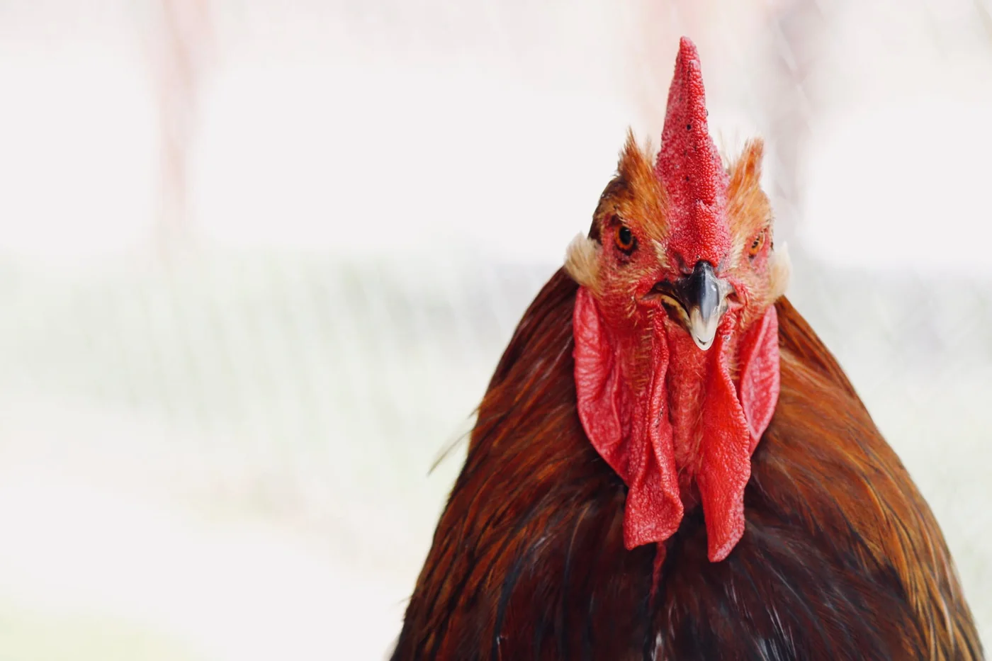 A golden rooster with a bright red comb