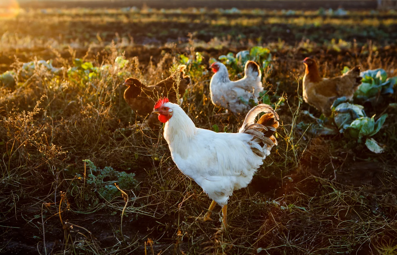Chickens foraging in a sunlit field