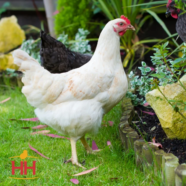 Adult Amberlink hen product photograph