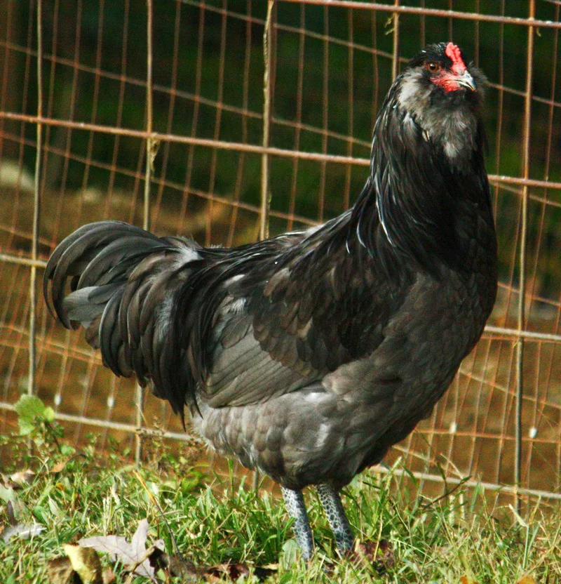 Ameraucana reference photograph
