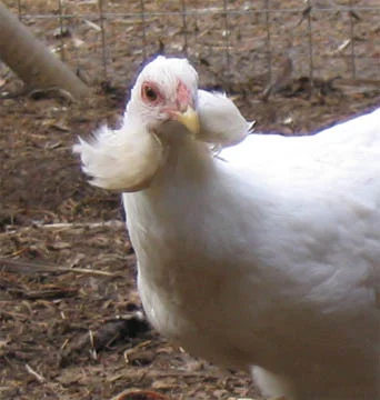 Araucana reference photograph