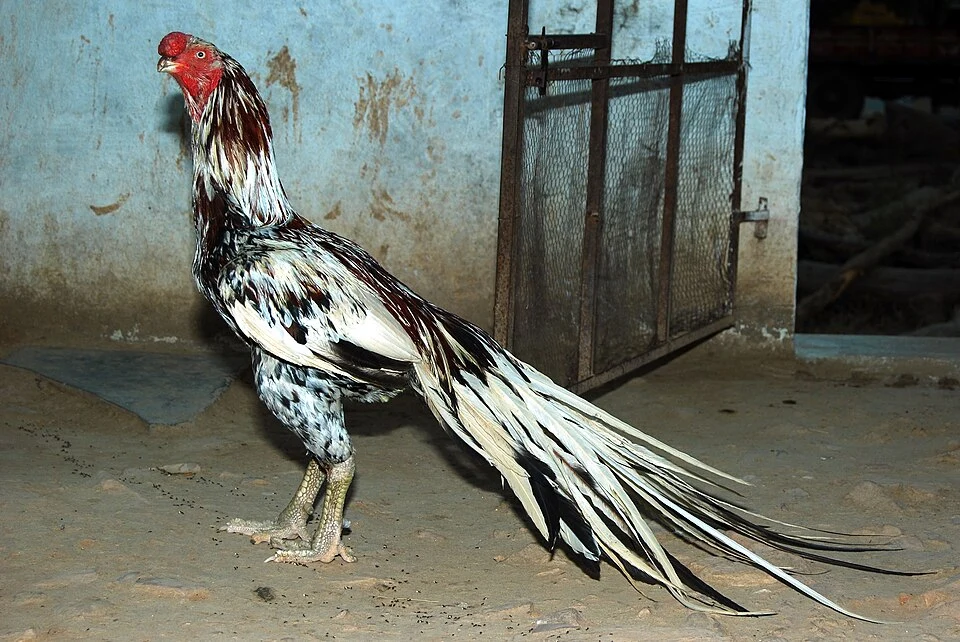 South Indian long-tailed Aseel type; regional forms differ from U.S. and British standards.