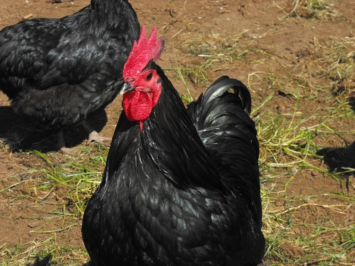 Australorp reference photograph