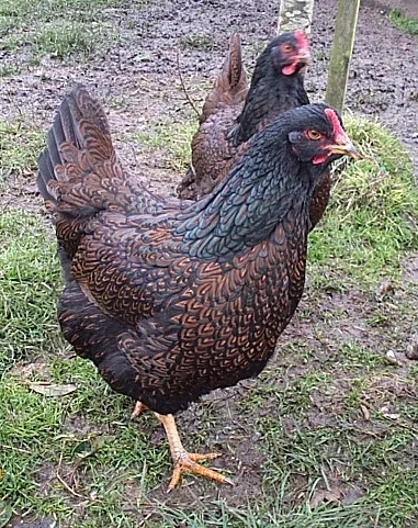 Barnevelder reference photograph