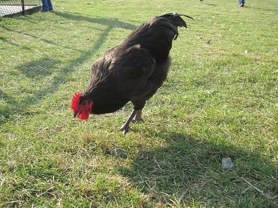Black Sex Link Hen at a petting zoo