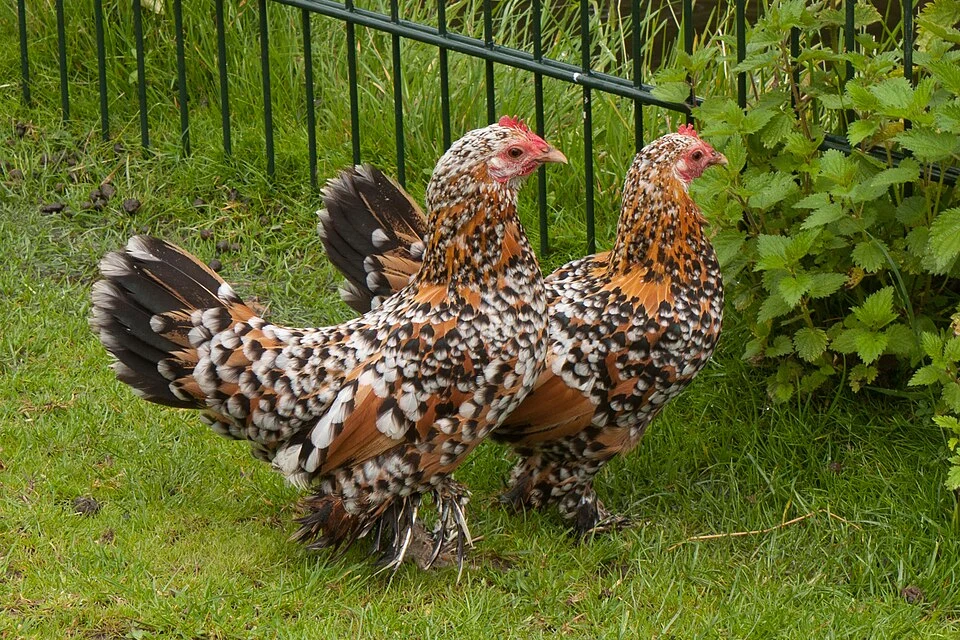 Two Booted Bantams at a peting zoo (De Waterster), in The Hague, Netherlands.