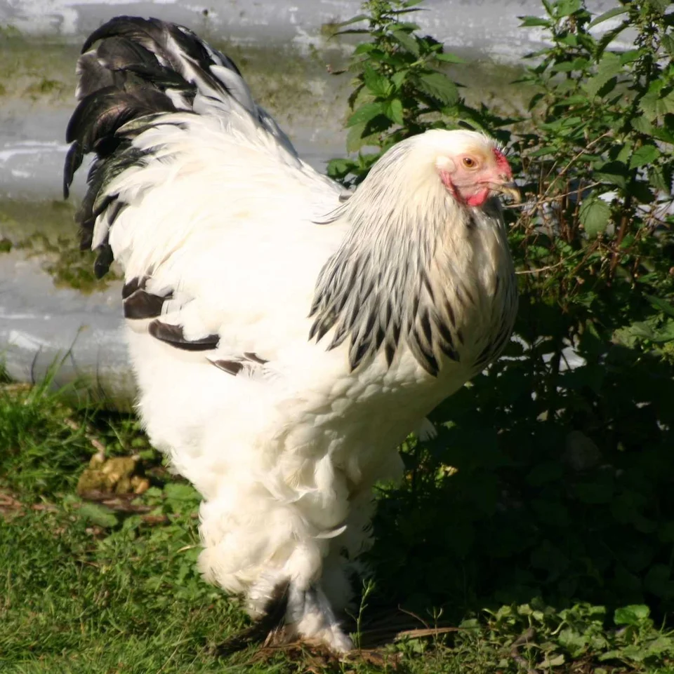 Brahma reference photograph