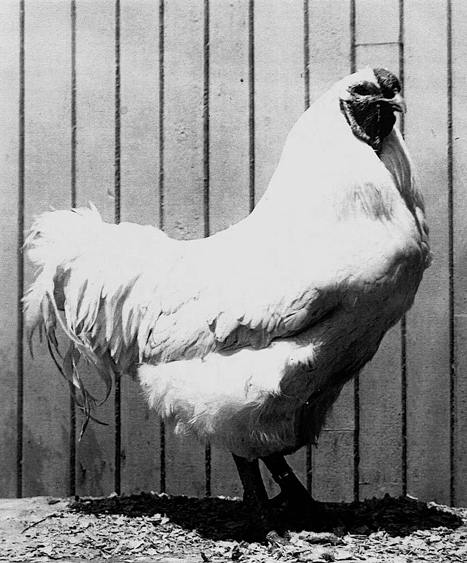 Chantecler historical reference photograph