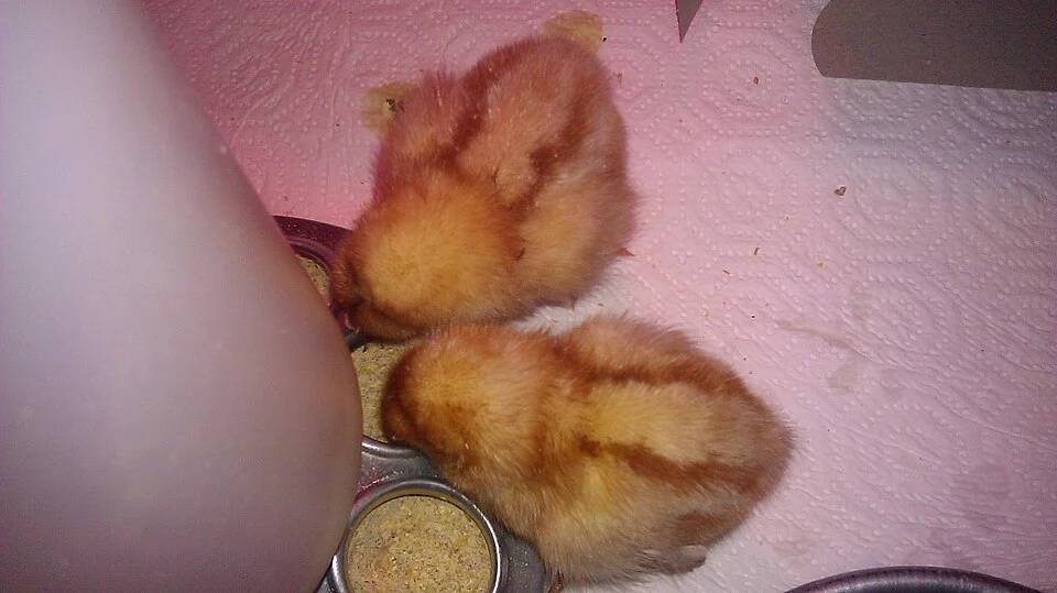 Photographer-identified Cinnamon Queen / golden sex-link chicks; not a certified supplier pedigree.