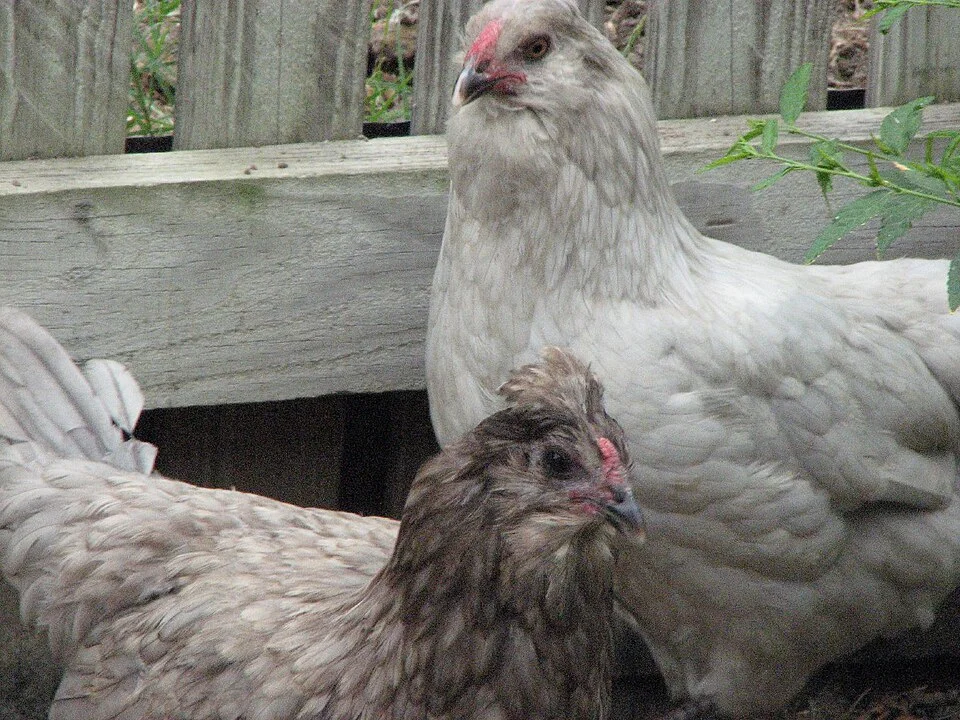Easter Egger reference photograph