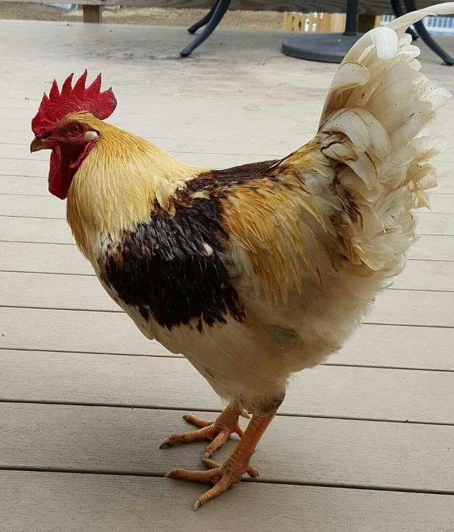 Golden Comet rooster photographed for the supplier’s product page.