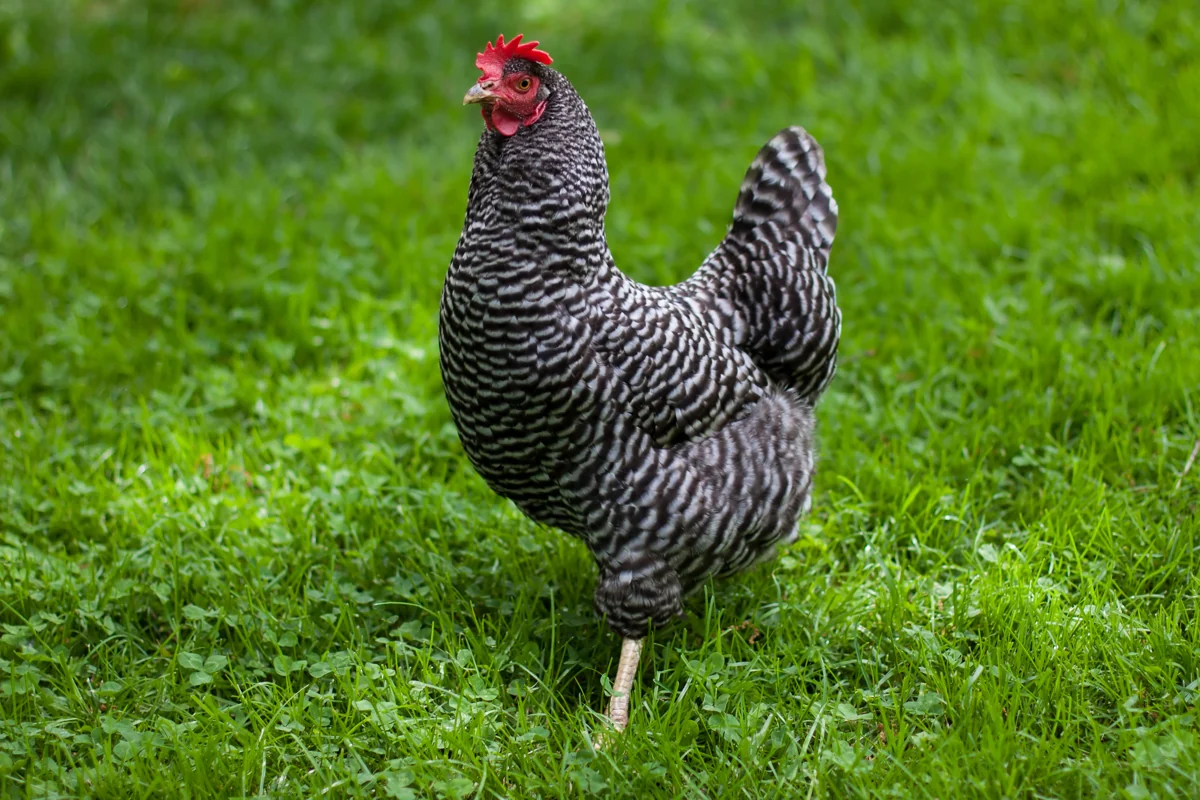 Barred Holland chicken standing on green grass