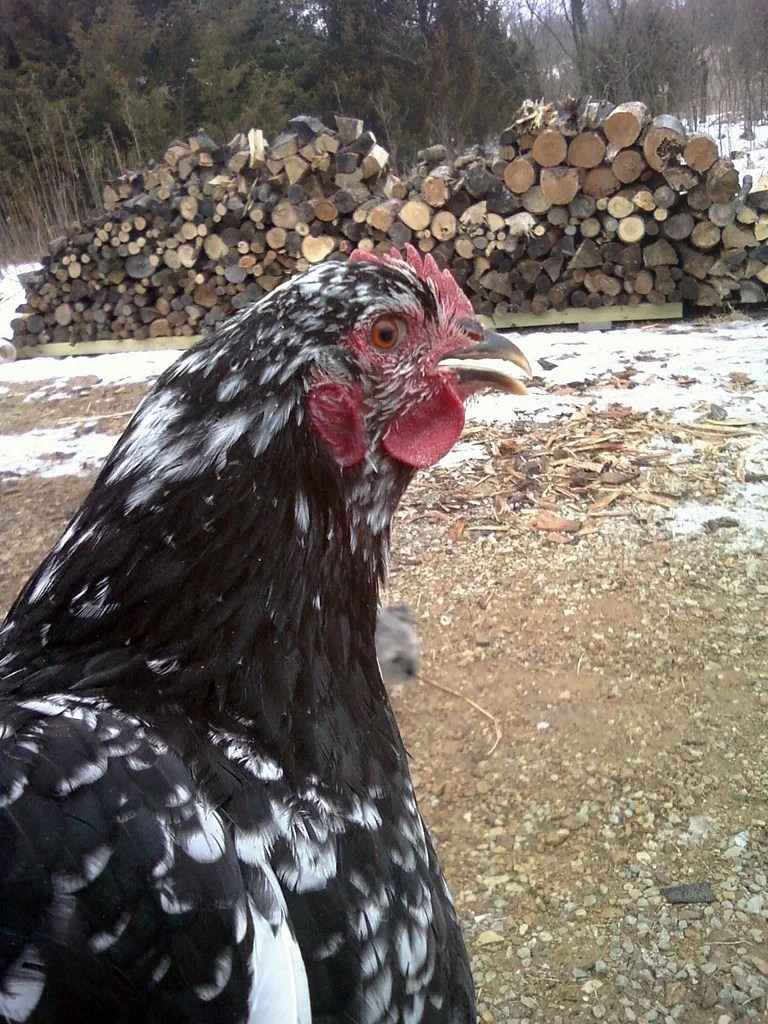 Mottled Java hen with black and white plumage