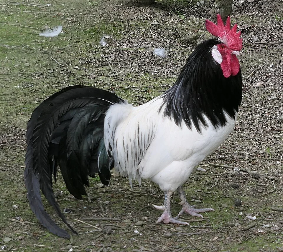 Lakenvelder reference photograph