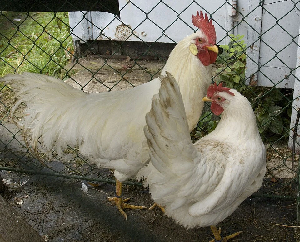 Leghorn reference photograph