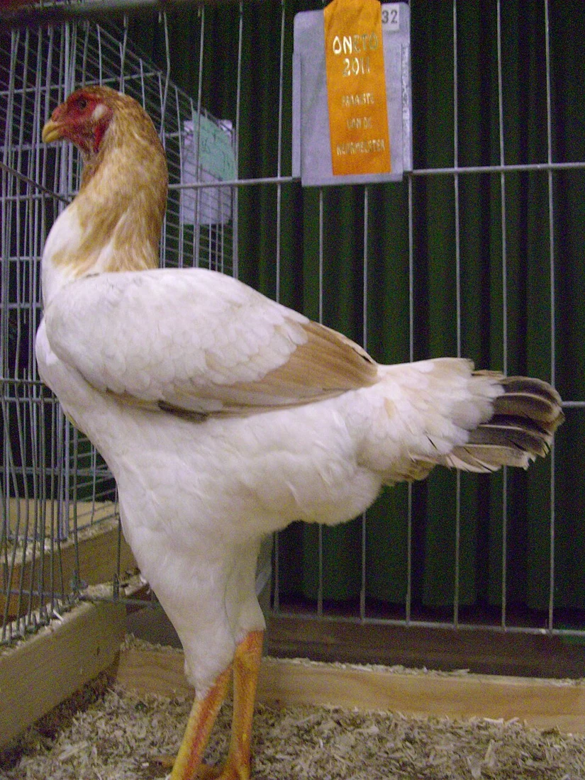 Malay exhibition hen; Commons category identifies Malay fowl.
