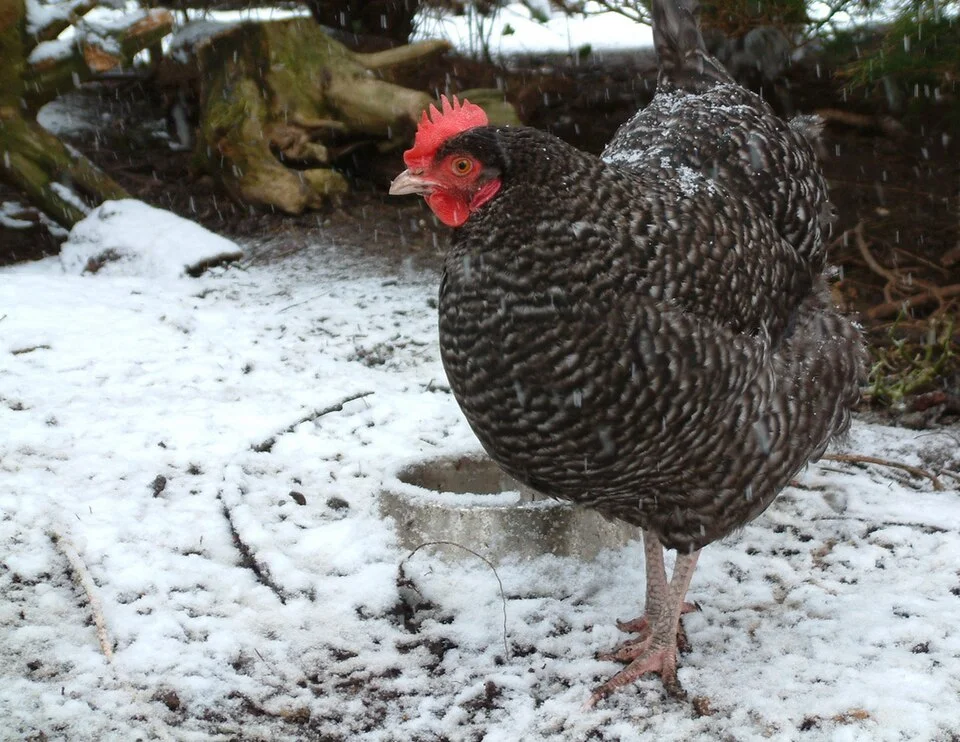 Marans reference photograph