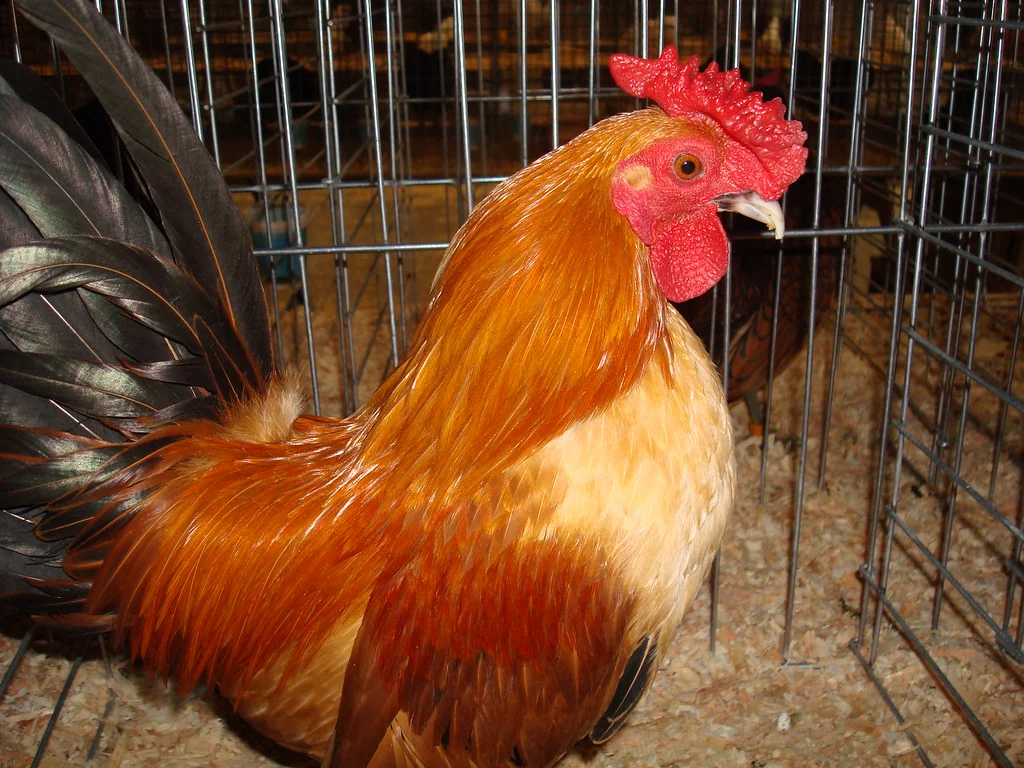 Rosecomb Nankin rooster with chestnut plumage and a black tail