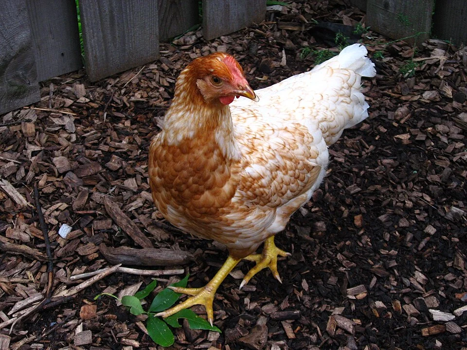 A Red Sex Link pullet.