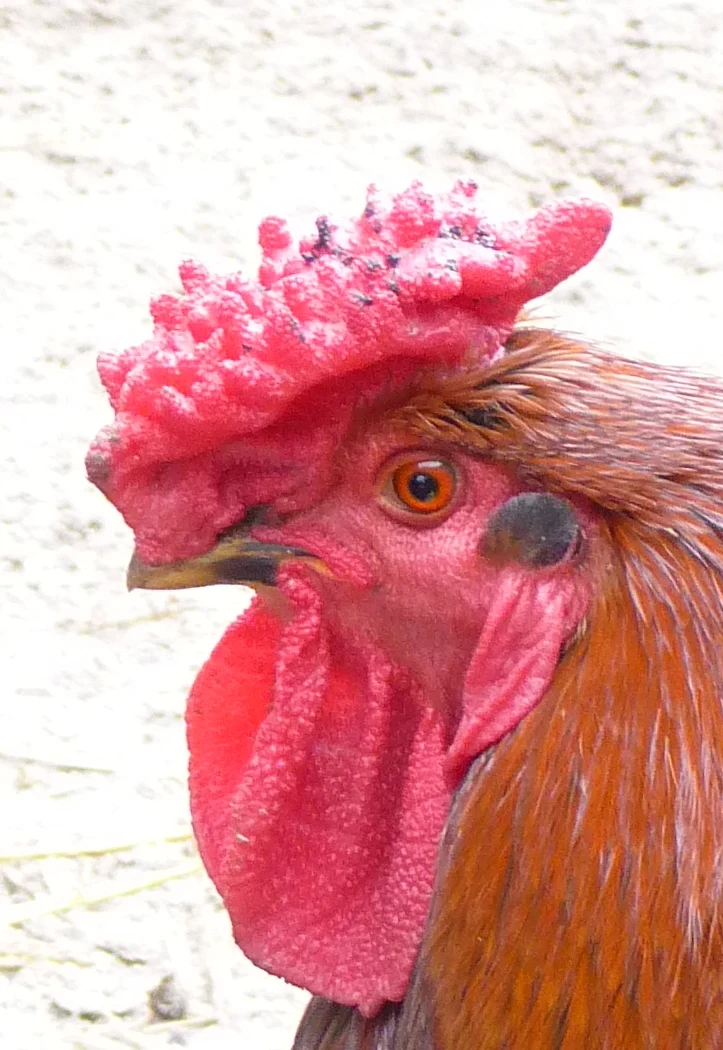 Redcap rooster portrait showing the distinctive rose comb; Commons category identifies the breed.