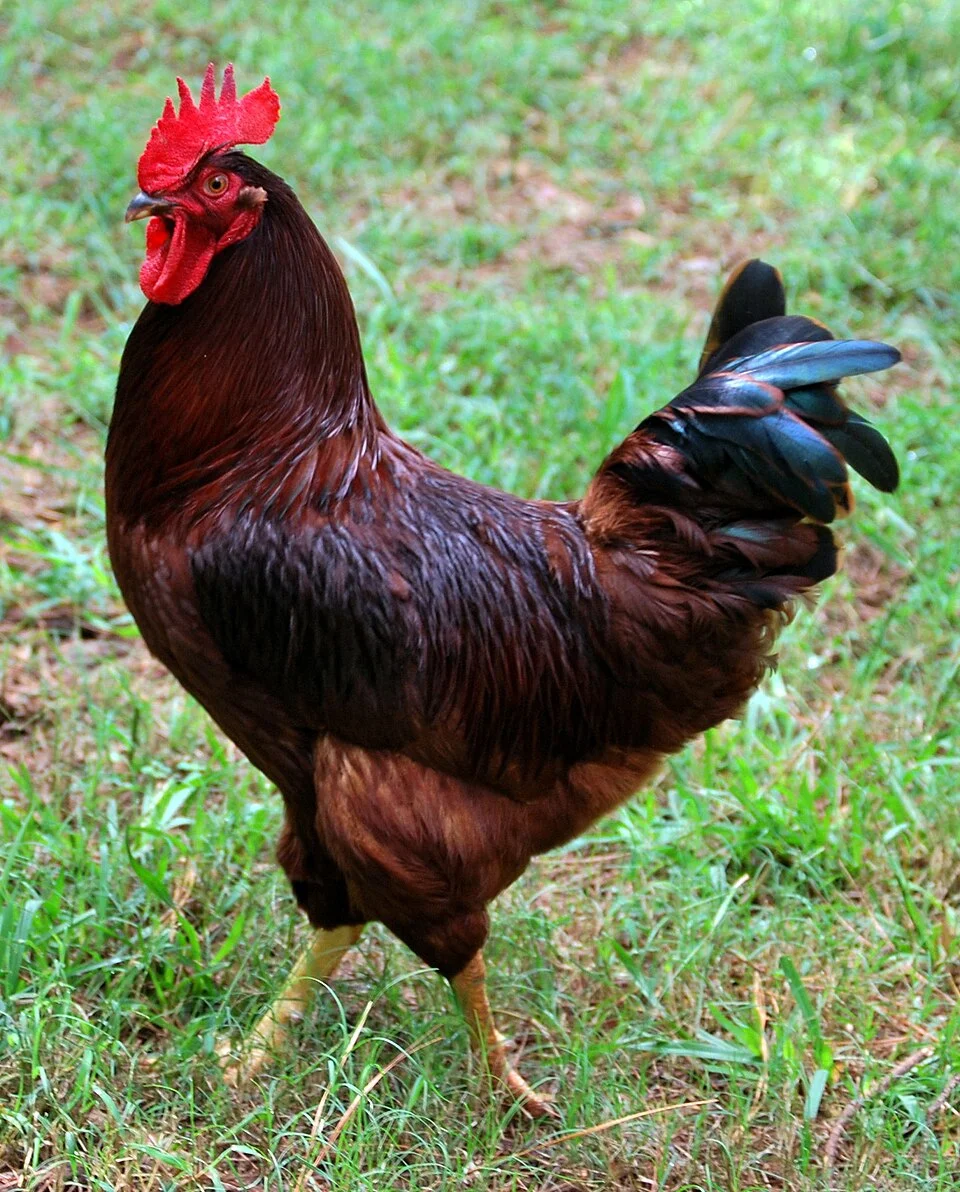 Rhode Island Red reference photograph