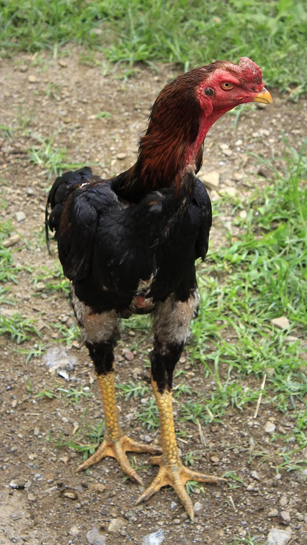 Shamo (軍鶏) Chicken