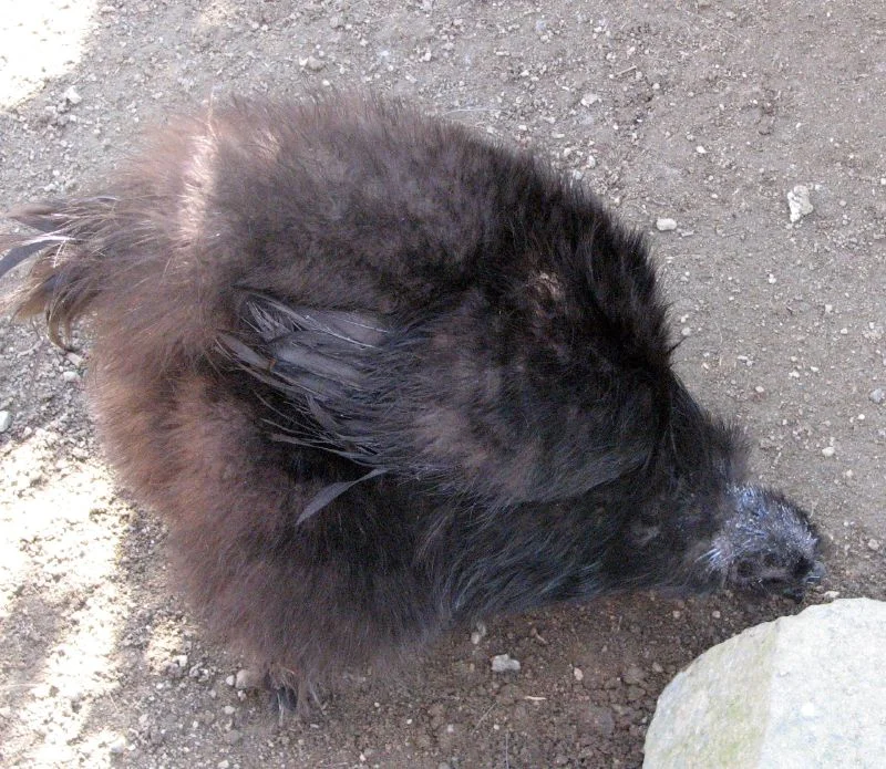 Silkie reference photograph