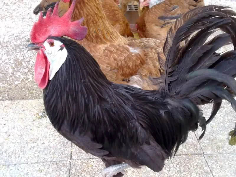 Male of White faced black spanish, race of old Mediterranean chicken