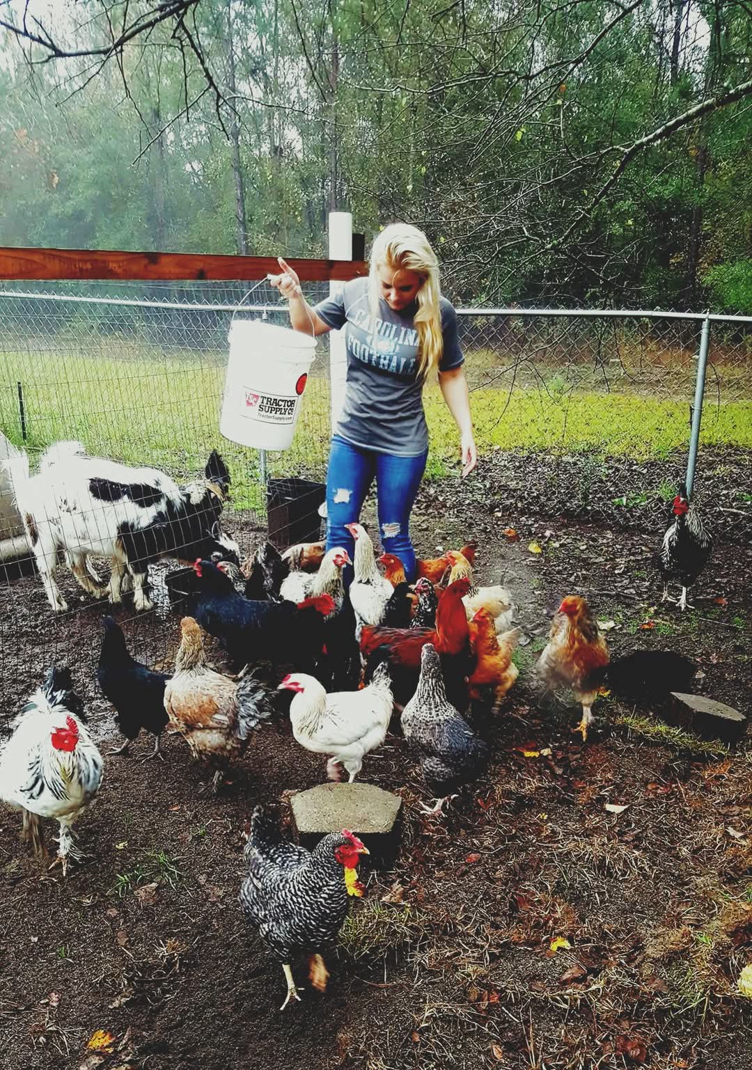 The Chicken Keepers site owner caring for her flock on the farm