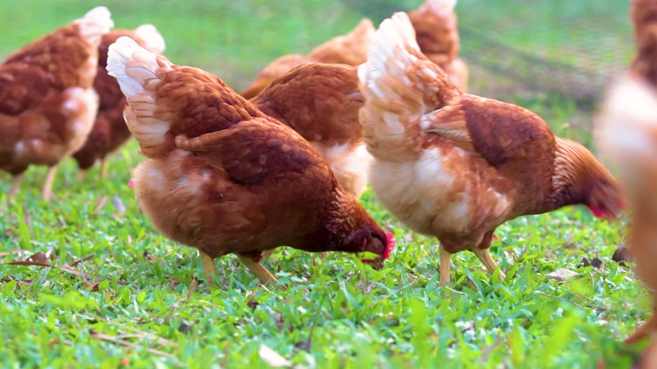 Brown hens foraging in green grass