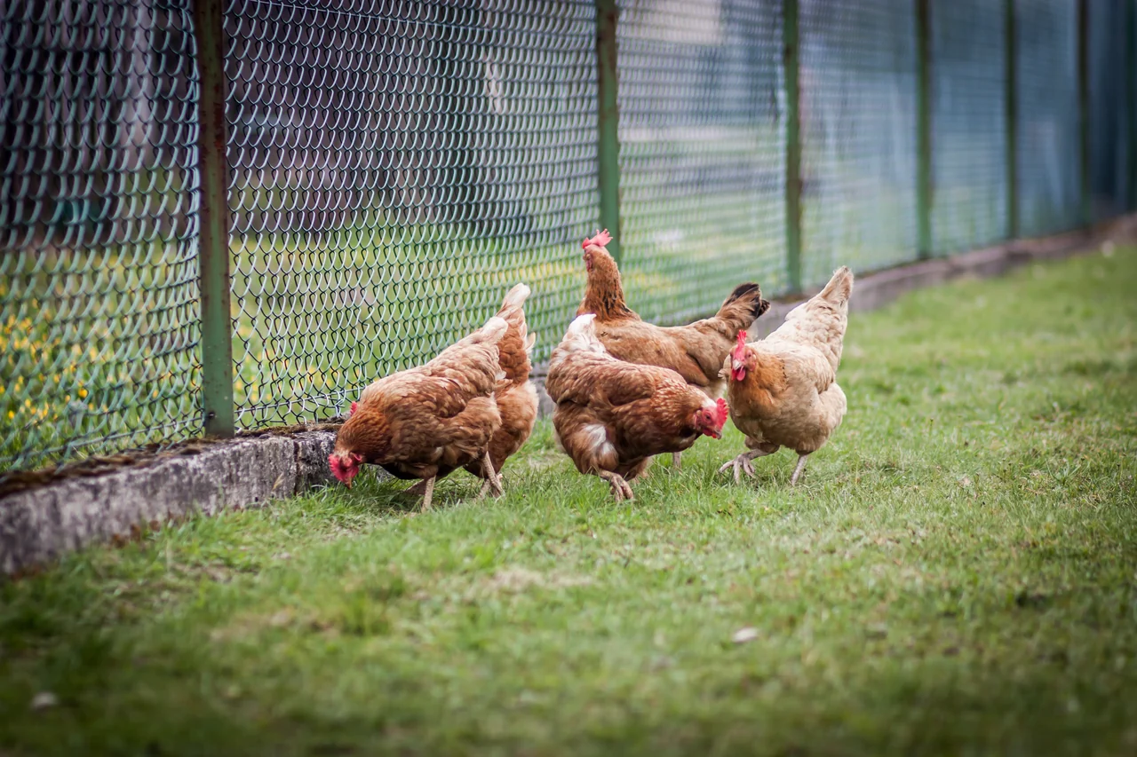 Chickens beside a fenced coop