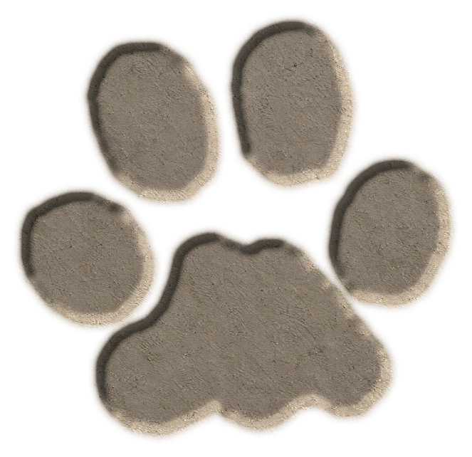 Bobcat hind footprint, adapted from the USGS published outline; clay-style illustration.