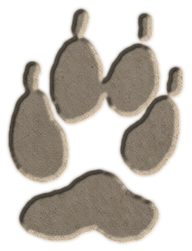 Coyote hind footprint, adapted from the USGS published outline; clay-style illustration.