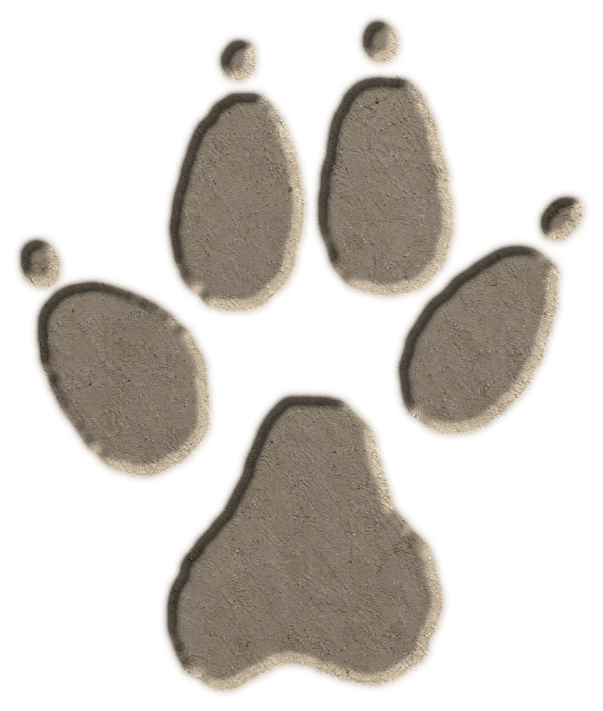 Domestic dog hind footprint, adapted from the USGS published outline; clay-style illustration.