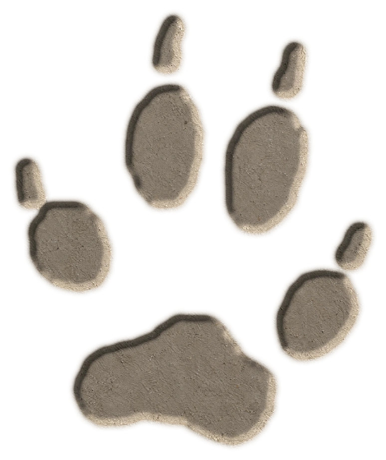 Gray fox hind footprint, adapted from the USGS published outline; clay-style illustration.