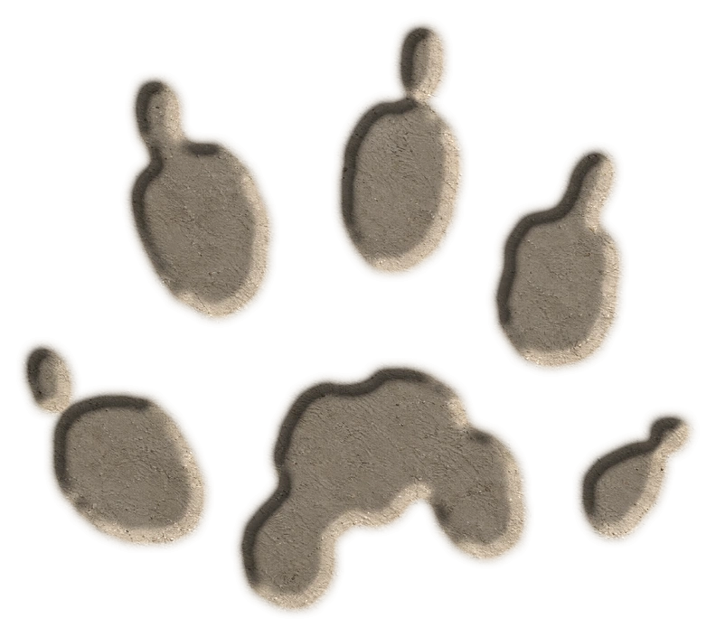 American mink hind footprint, adapted from the USGS published outline; clay-style illustration.