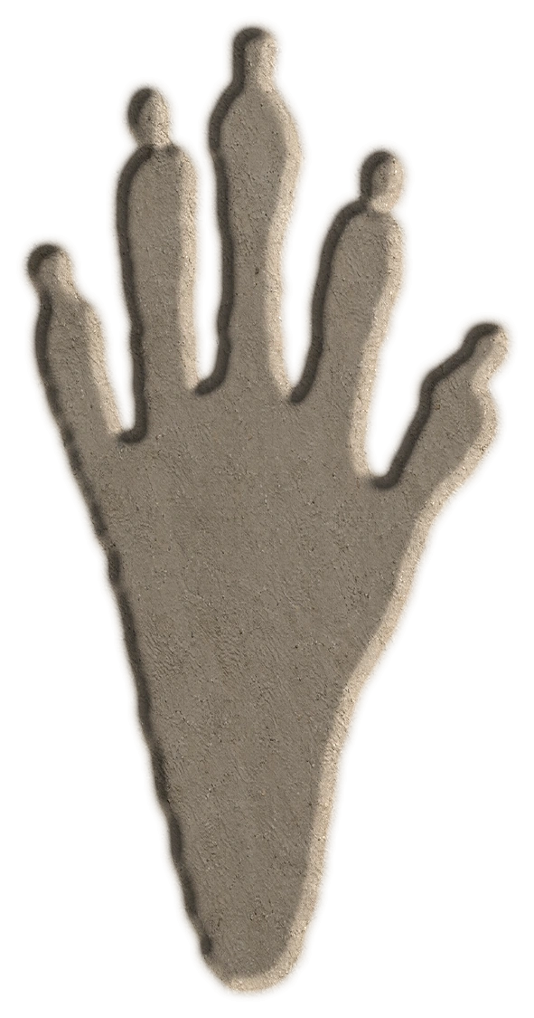 Raccoon hind footprint, adapted from the USGS published outline; clay-style illustration.