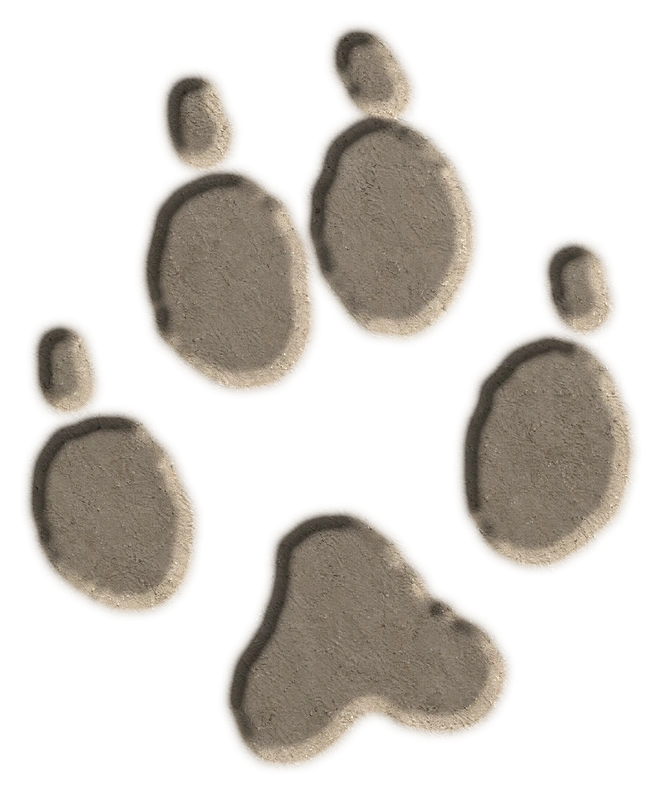 Red fox hind footprint, adapted from the USGS published outline; clay-style illustration.