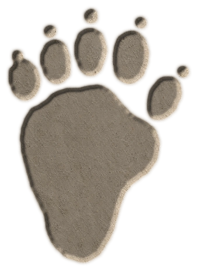Striped skunk hind footprint, adapted from the USGS published outline; clay-style illustration.