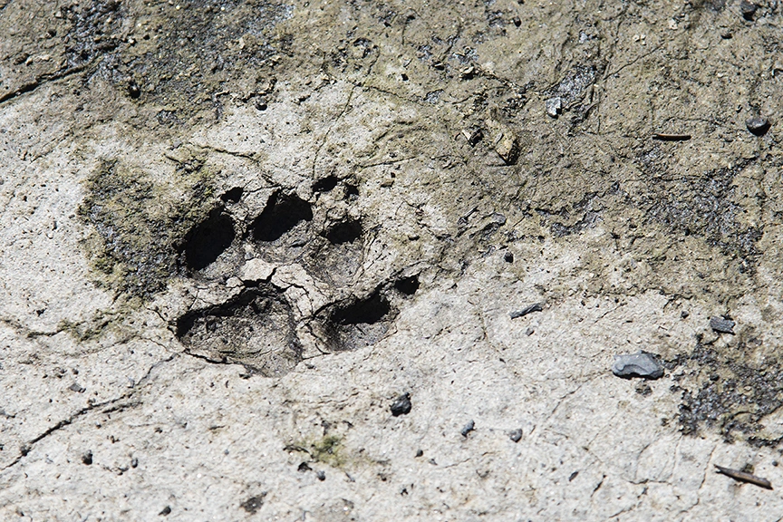 A coyote paw print in compact gray soil, documented by the US Forest Service.