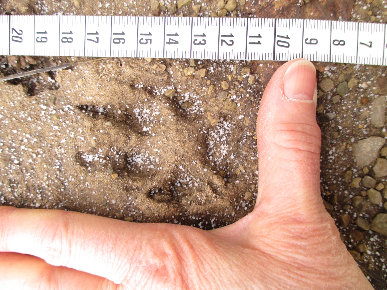 A red fox print in damp ground with a measuring tape and a hand beside it.