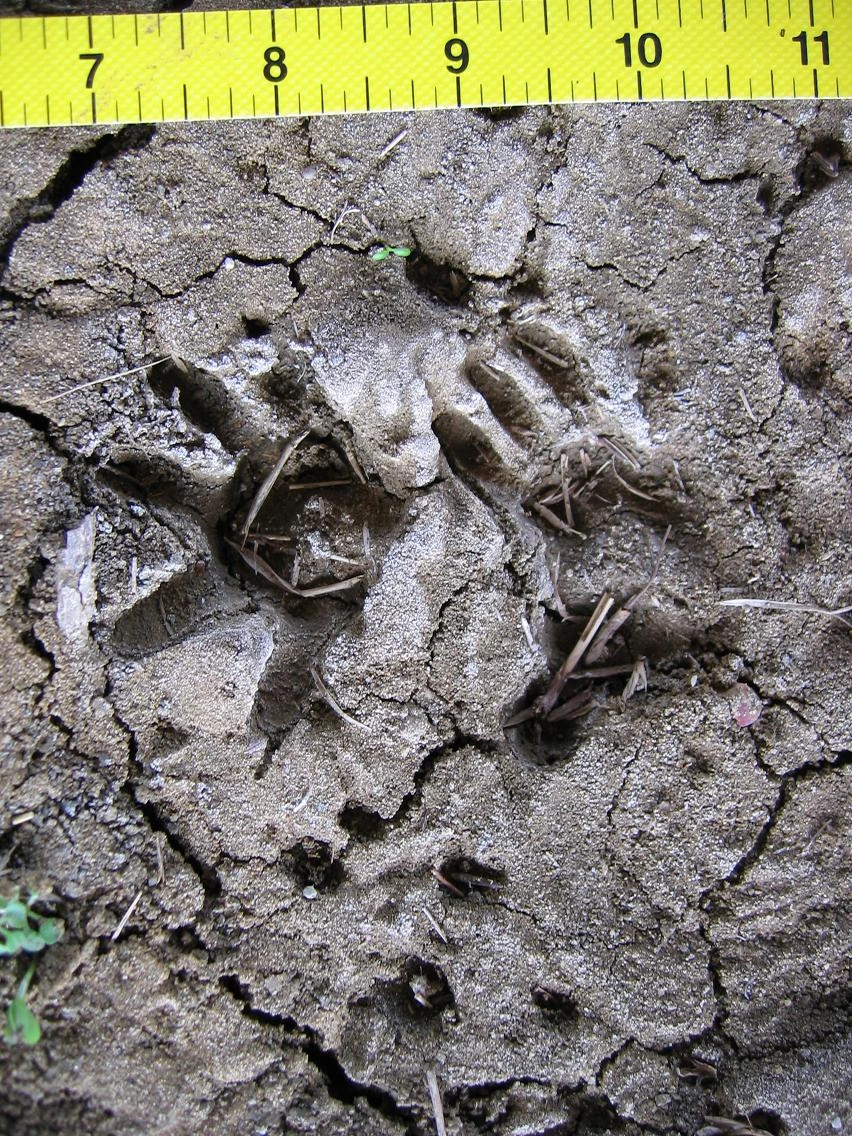 Opossum impressions in cracked mud with a yellow measuring tape above and smaller vole tracks below.