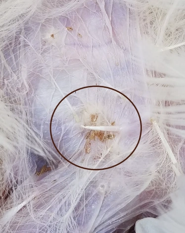 Real close-up of chicken body lice and their eggs among white feathers; the original circle marks the cluster.