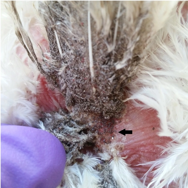 Real close-up of northern fowl mites on a chicken in the vent region, indicated by an original black arrow.