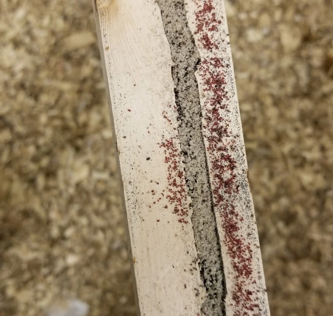 Real photograph of red poultry mites clustered along a wooden perch in a chicken coop.
