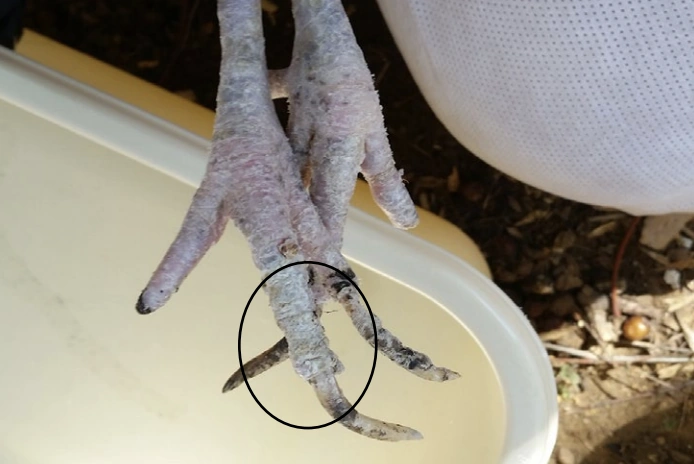Real photograph of a chicken’s crusty legs and feet; an original circle marks scaly-leg changes.