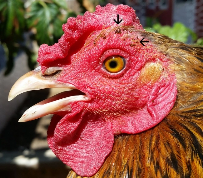 Real chicken head photograph with original black arrows identifying sticktight fleas near the comb.