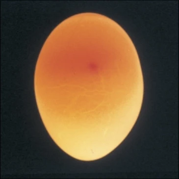 USDA photograph · candled small blood spot · Figure 43