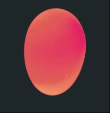 USDA photograph · candled bloody white · Figure 45